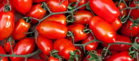 Vine tomatoes fresh from the supplier