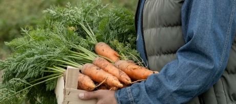 Freshly harvested carrots straight from a local farm
